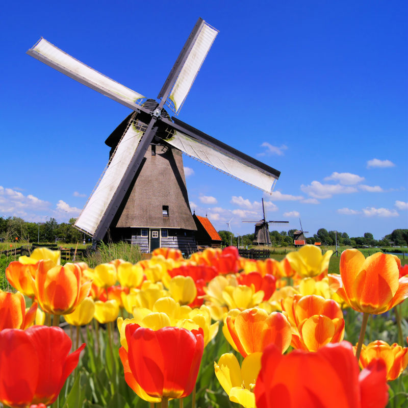 充满郁金香花田里的传统的荷兰风车