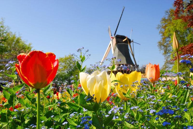 荷兰风车和五颜六色郁金香