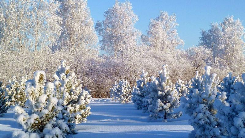 阳光下冰雪覆盖的树木