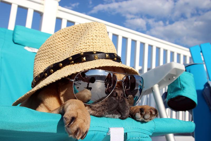 在沙滩椅上戴着草帽和太阳镜的哈巴狗
