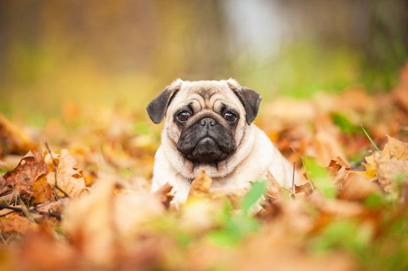 可爱的哈巴狗卧在满地的秋叶上