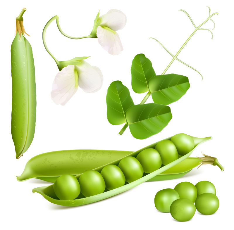 绿色豌豆矢量插图