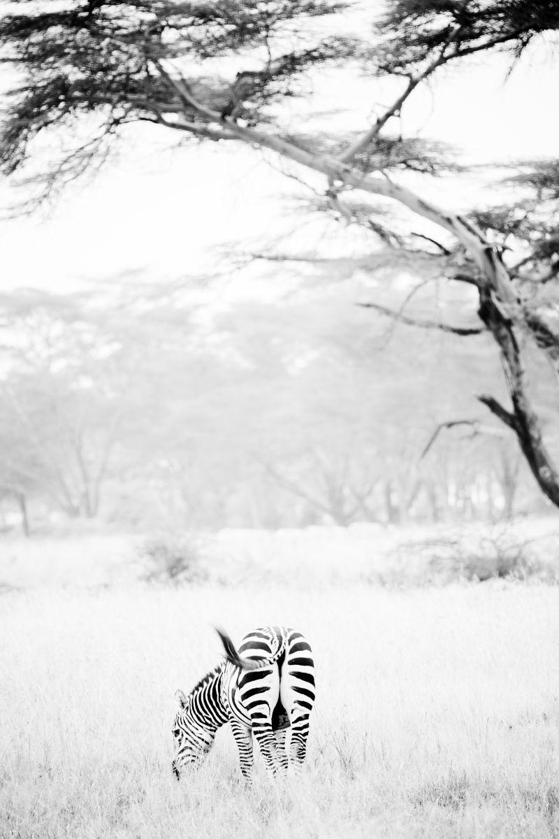 斑马在非洲大草原