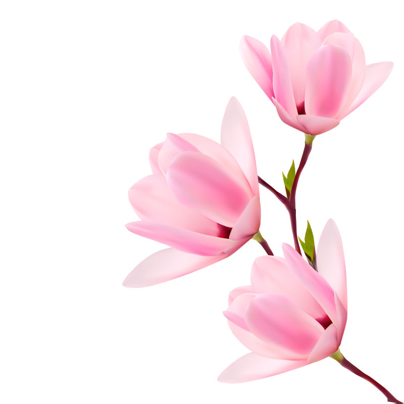 矢量的粉色花卉插图