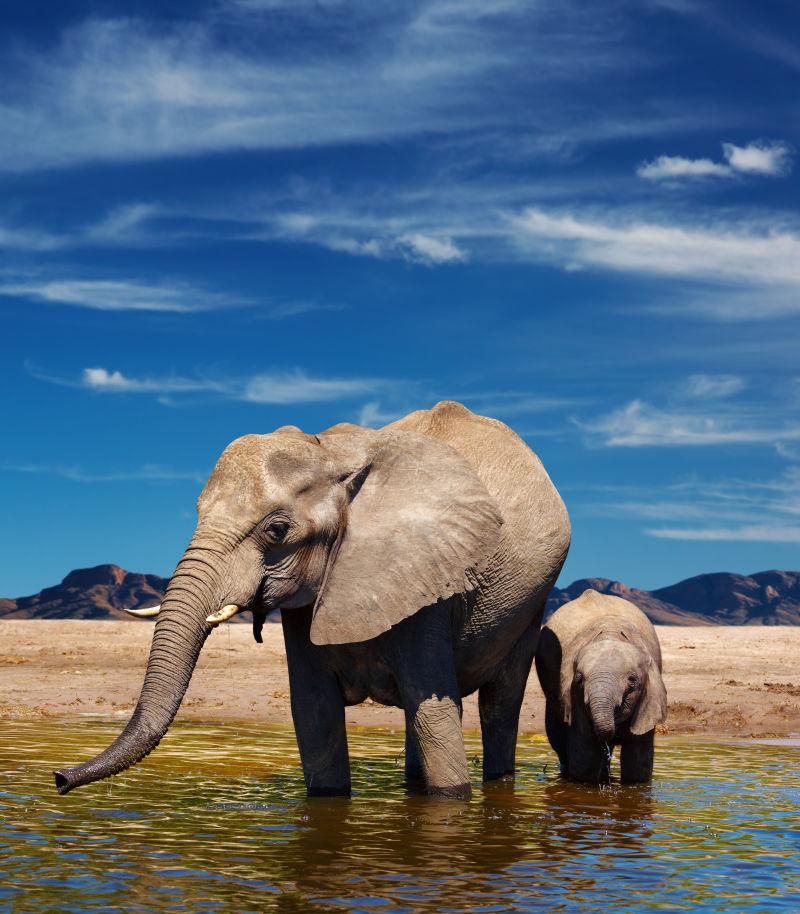 在河水中的大象和象宝宝
