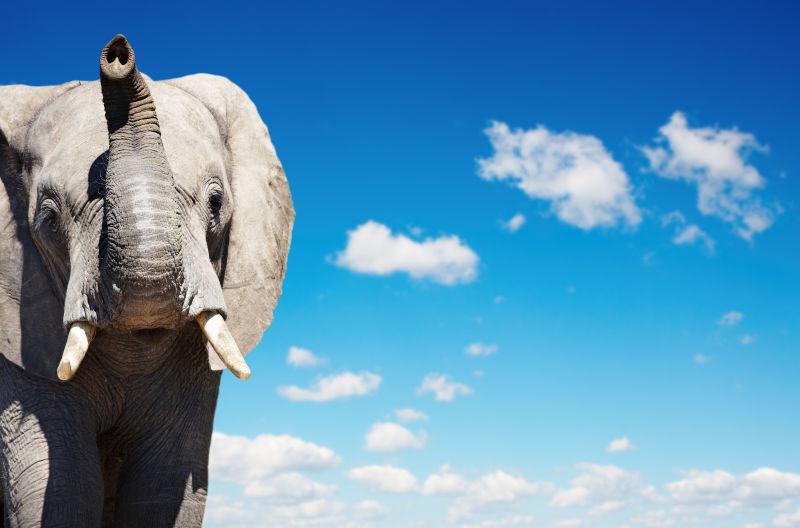 蓝天白云下的非洲大象