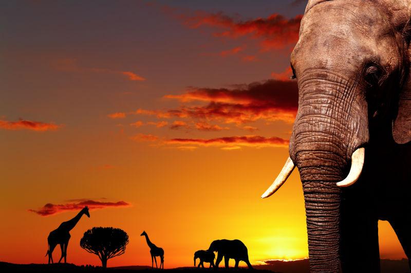 傍晚自然景观下的大象近处摄影
