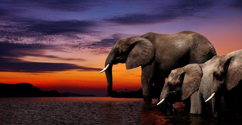 傍晚天空下河边的大象