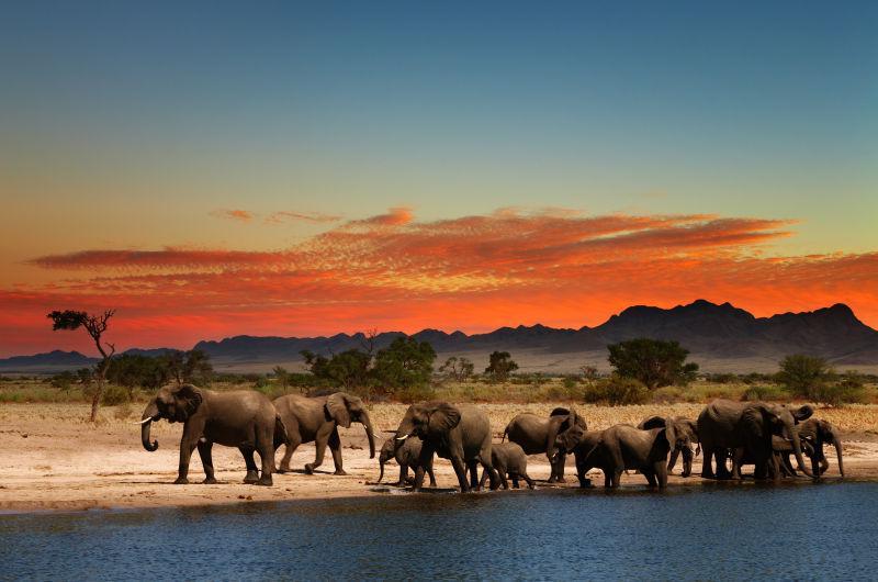 黄昏是走在河岸边的象群