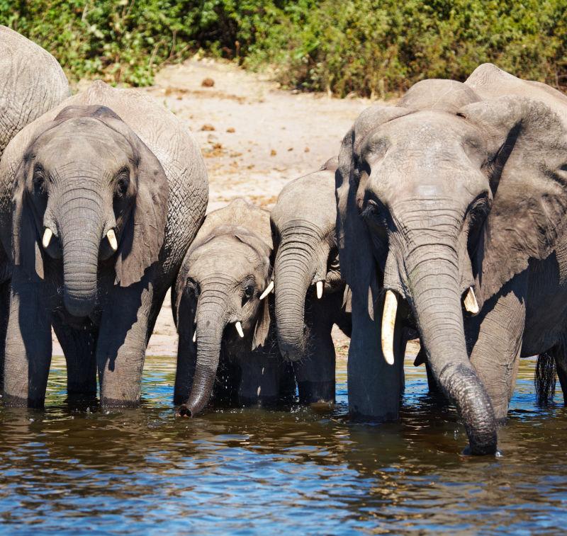 在河水中吸水的大象群