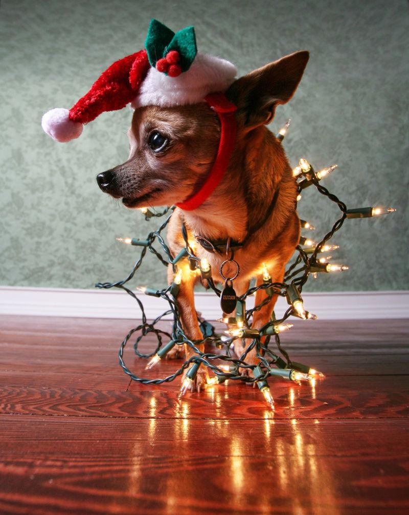 带着圣诞帽和灯饰的可爱小狗