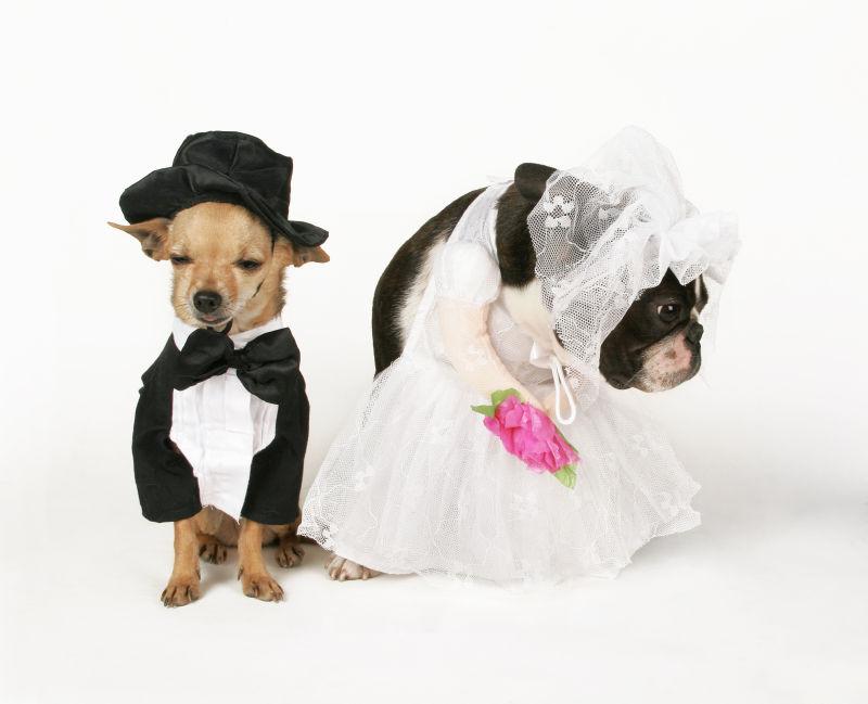 狗狗的有趣婚礼