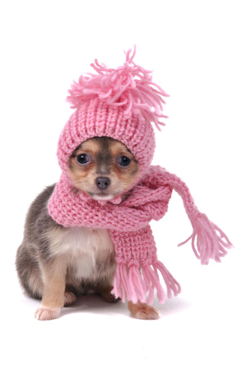 带着粉色帽子围巾的宠物狗