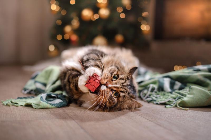 躺在地板上嘴里叼着圣诞礼物的小猫