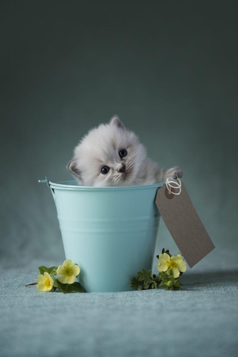 坐在绿色水桶里的白色小猫咪
