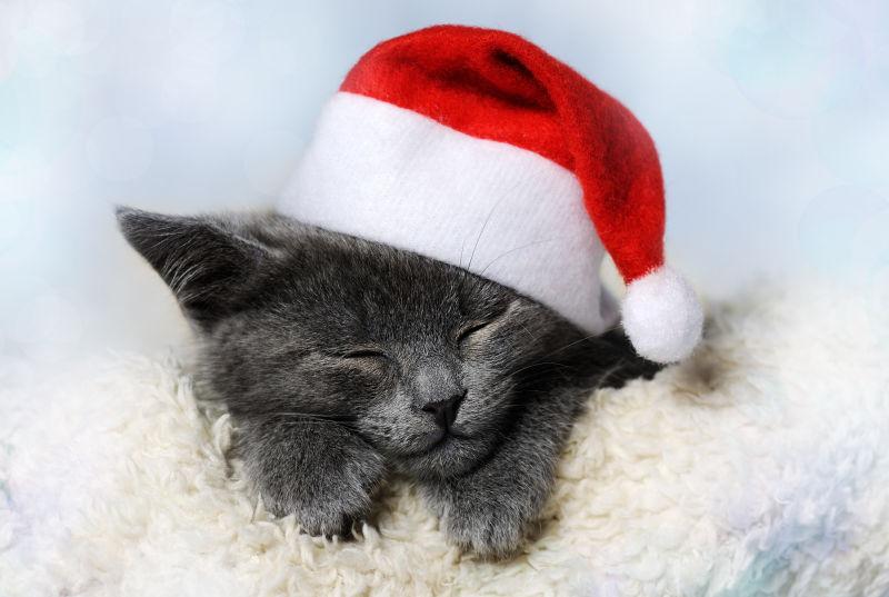 趴在毛毯上的带着圣诞帽的黑色小猫