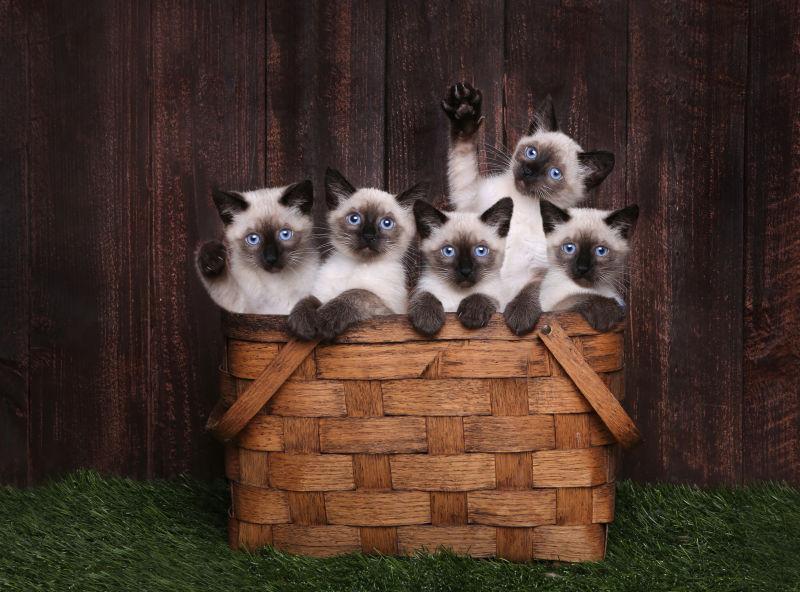 木质背景下放在竹筐里的五只可爱的暹罗猫