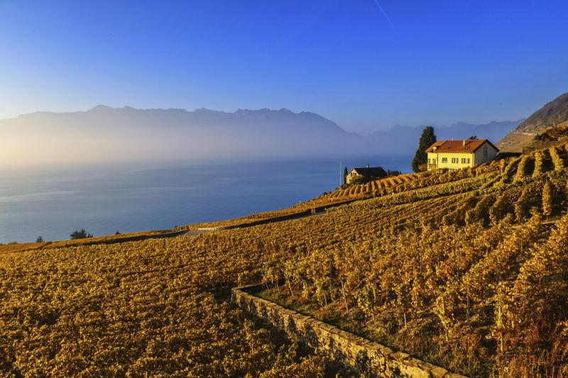 瑞士Lavaux地区的葡萄园和日内瓦湖的秋季日落