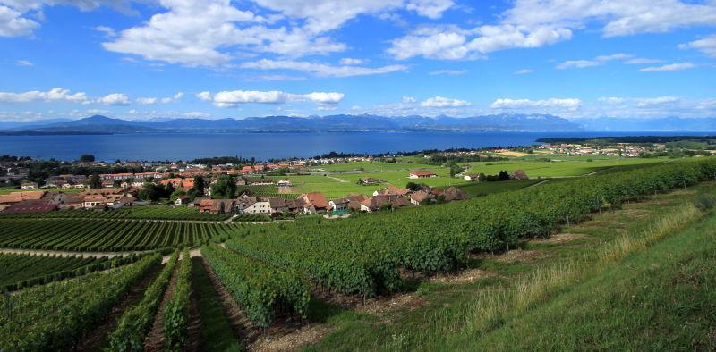 瑞士日内瓦湖的拉沃克斯葡萄园全景图