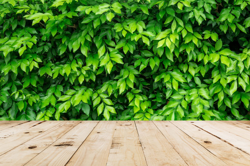 绿色的植物和木地板