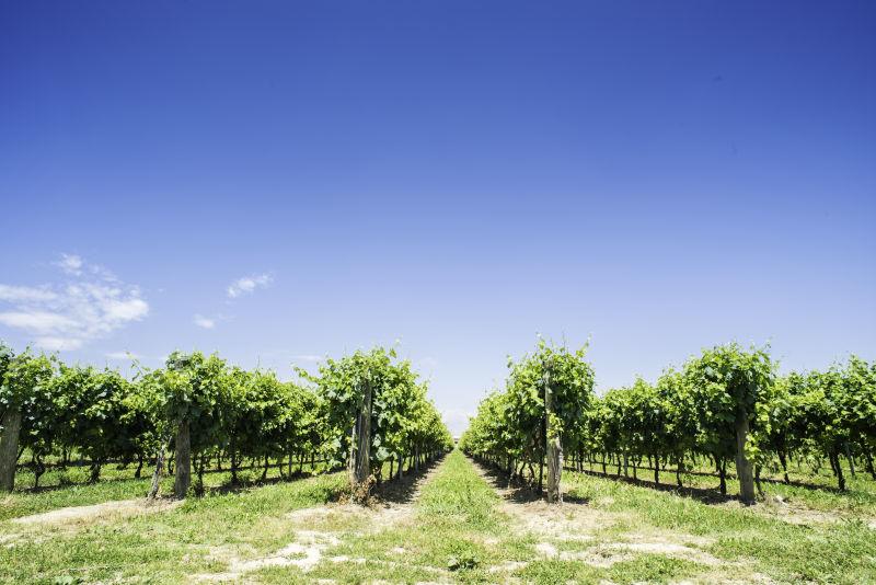 蓝天背景中排列整齐的葡萄园景观