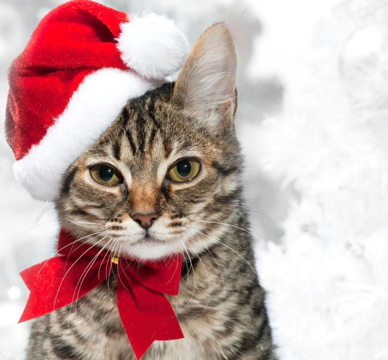 带着圣诞帽子的可爱小猫