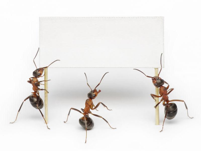 三只蚂蚁和空白海报