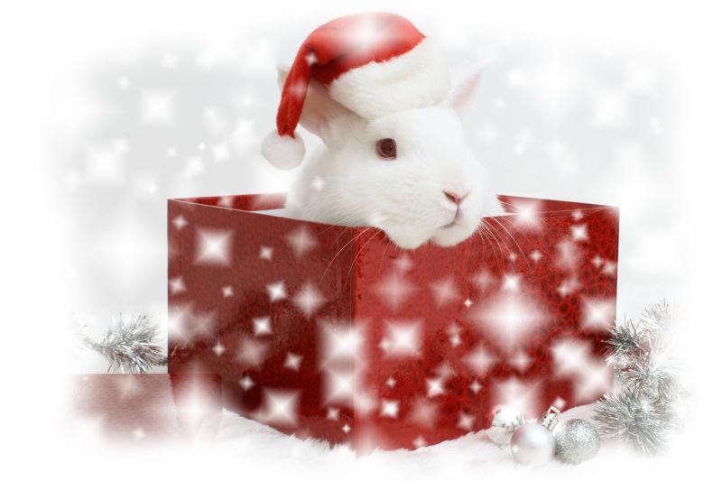 红色盒子里的小白兔