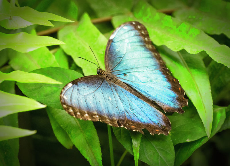 漂亮的蓝色蝴蝶