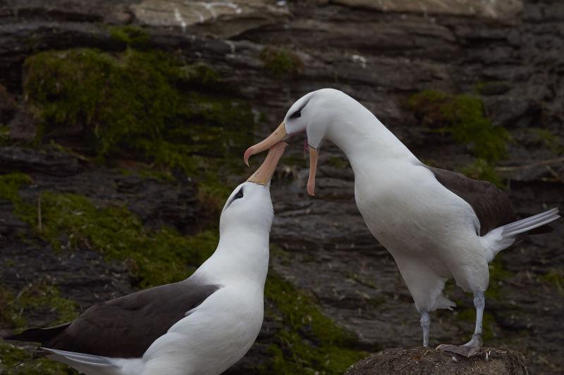 在福克兰群岛的桑德斯岛悬崖上的Black browed Albatross