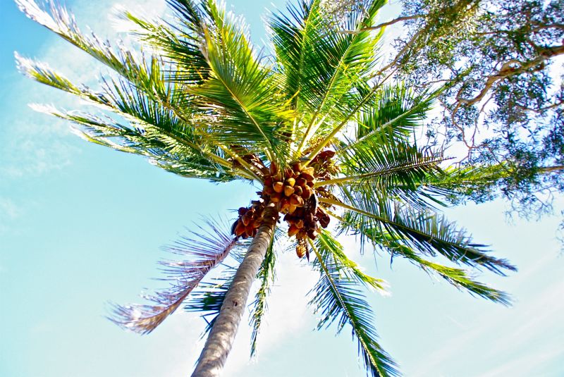 长满椰子的棕榈树
