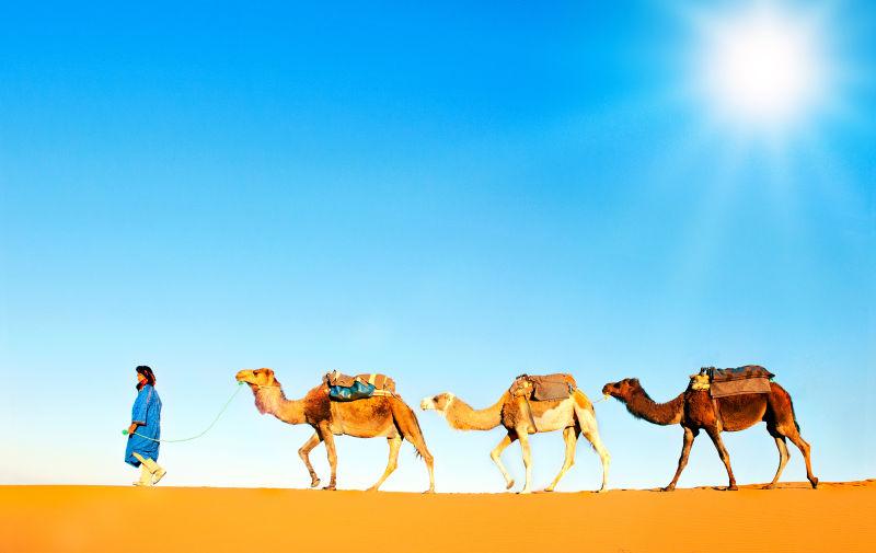 沙漠上一个人牵着三只骆驼