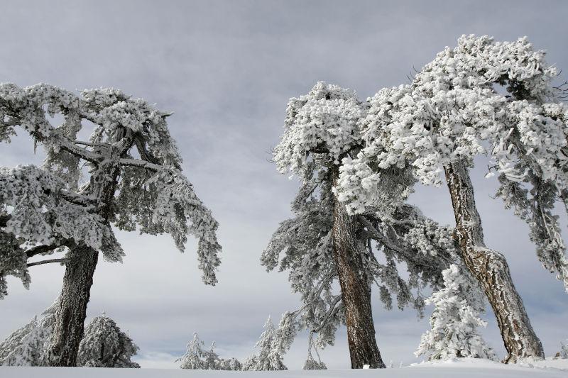 冬季阴天落满雪的树