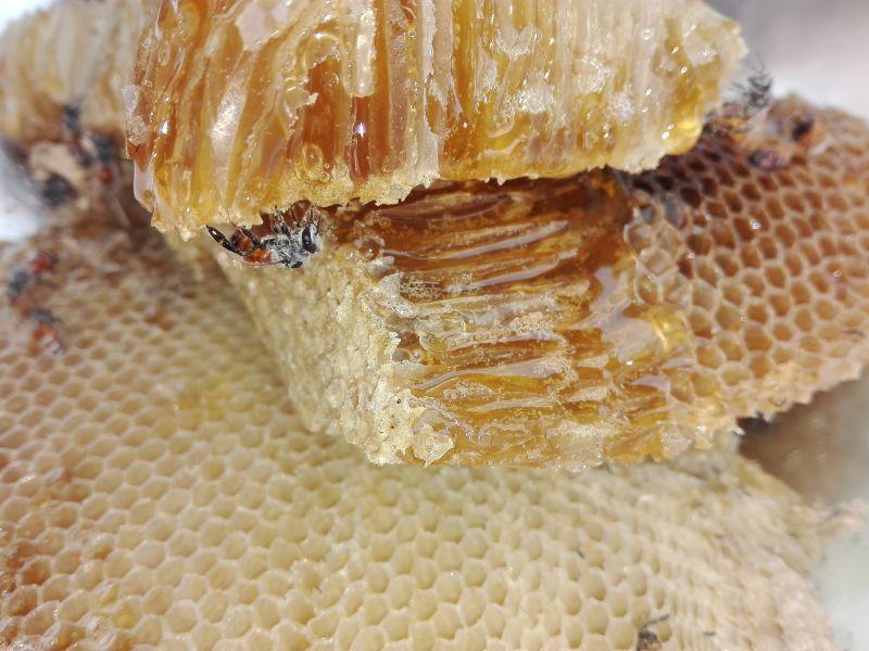 蜂窝里的蜂蜜