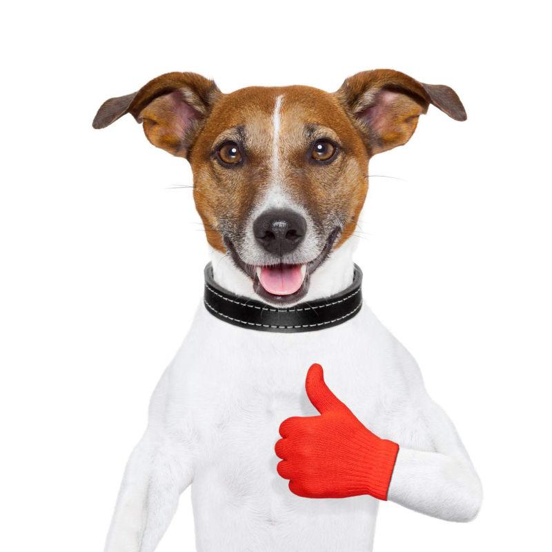 穿白衣服带红手套的狗狗