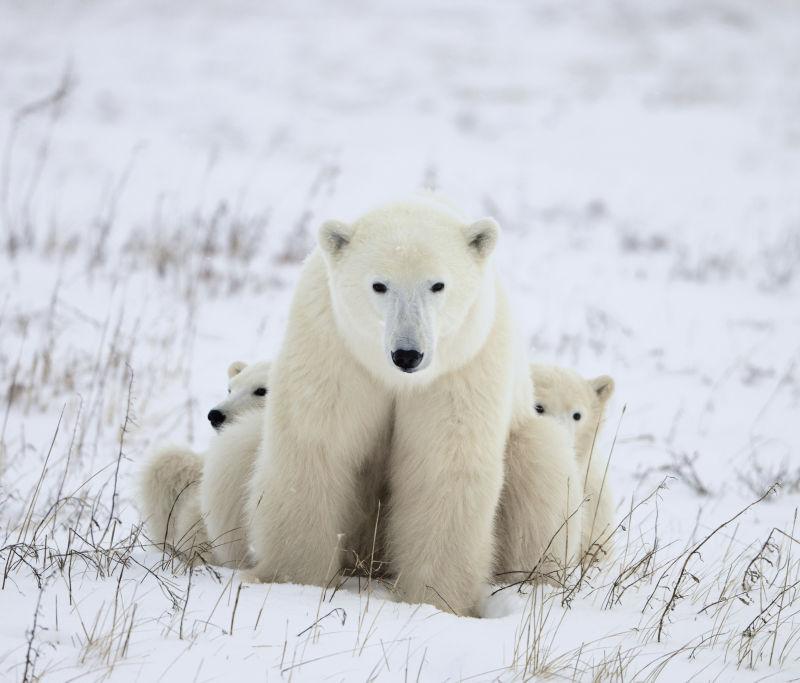 雪地里的北极熊妈妈和两个北极熊宝宝