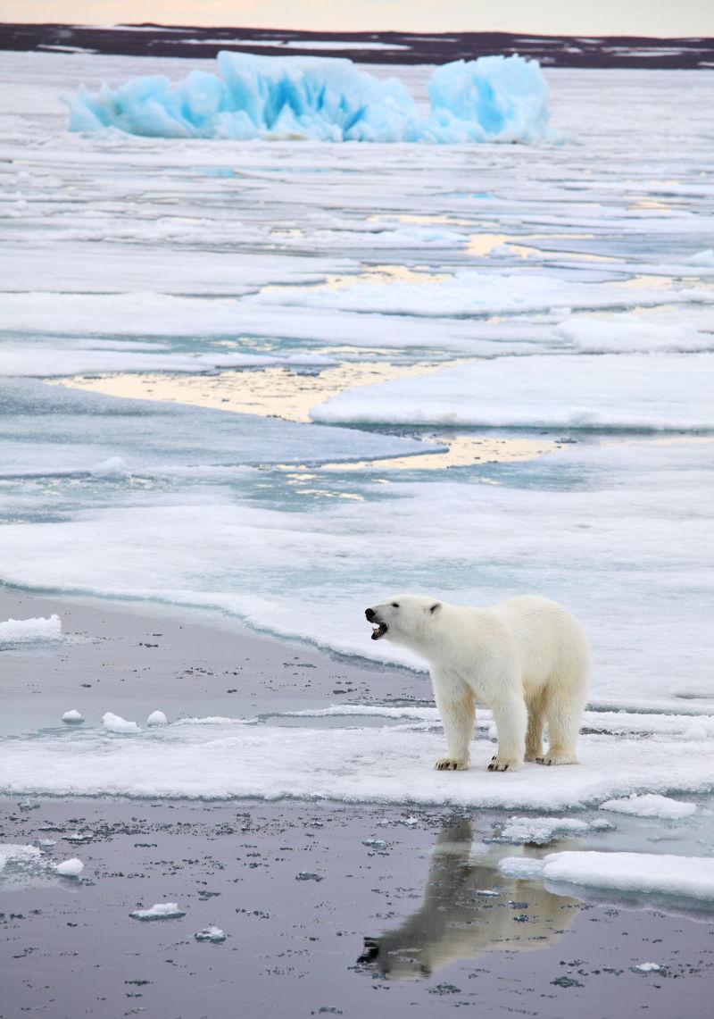 冰川上一只孤独的北极熊