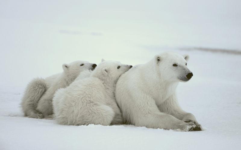 靠在一起的北极熊的一家