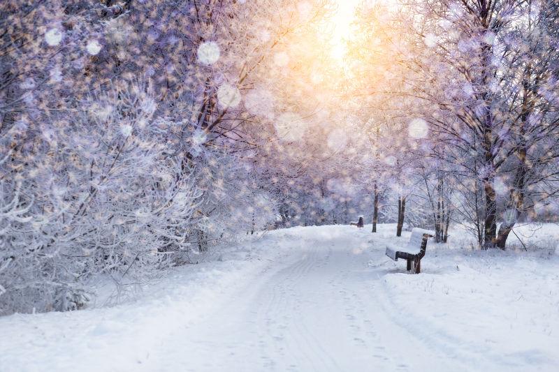 冬季公园里清晨的雪景