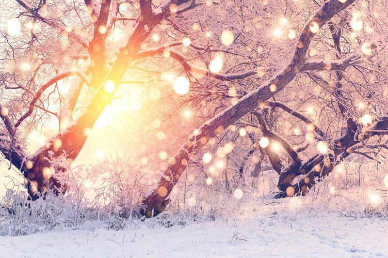 清晨圣诞雪景下阳光透过霜照在树上