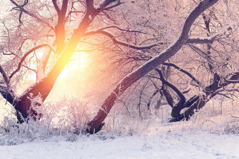 冬日清晨雪景下阳光照耀着大地