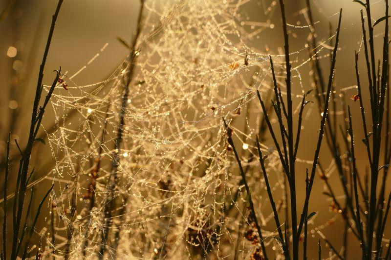 干草丛中的带有露水的蜘蛛网