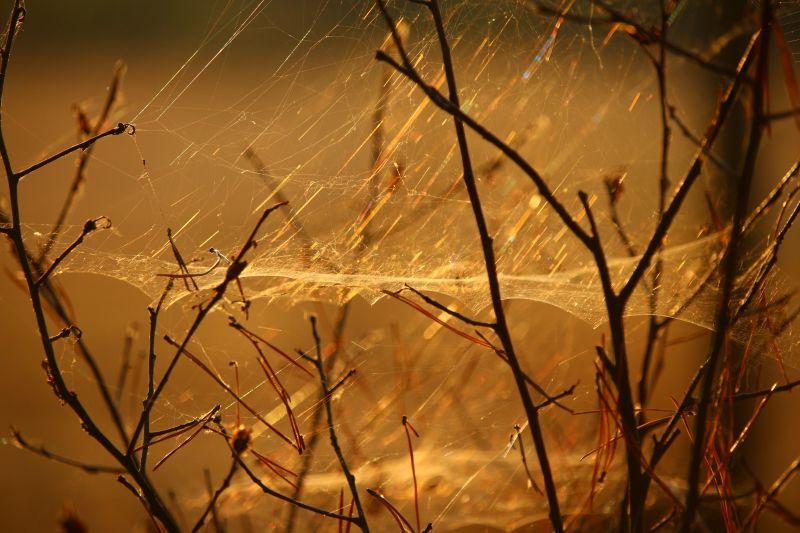 黄色背景中枝条上的蜘蛛网