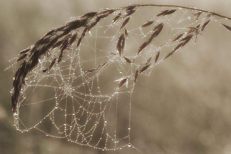 在芦苇叶上的有露珠蜘蛛网