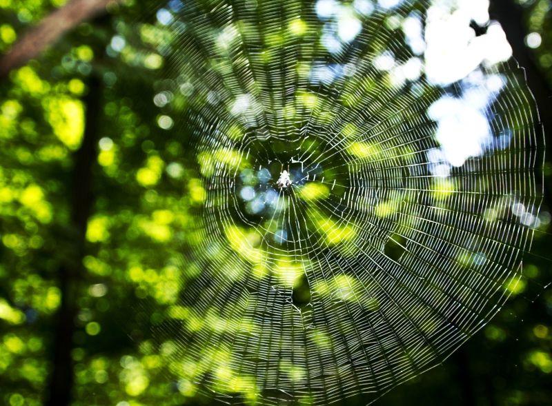 绿树背景的蜘蛛与网