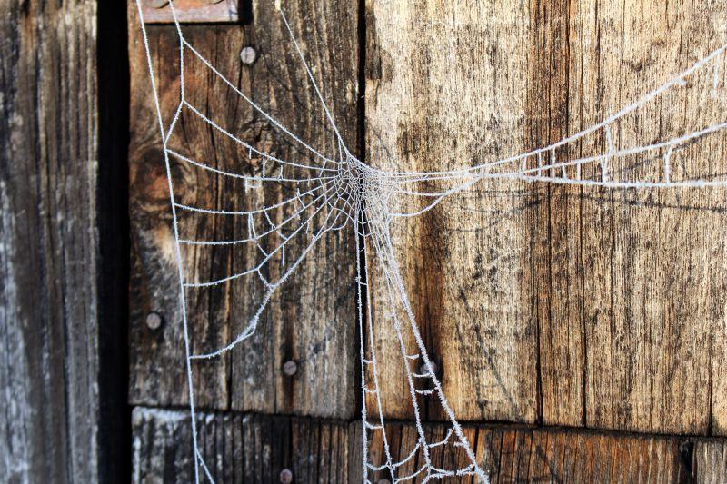 木制背景中的蜘蛛网