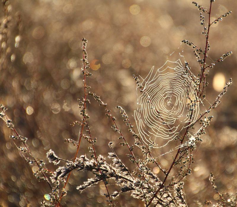 秋天草丛中有露珠的蜘蛛网