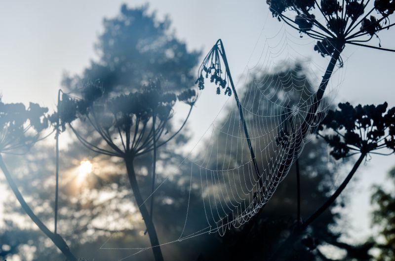 阳光下草丛里的蜘蛛网