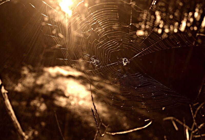 阳光下草地上的蜘蛛网