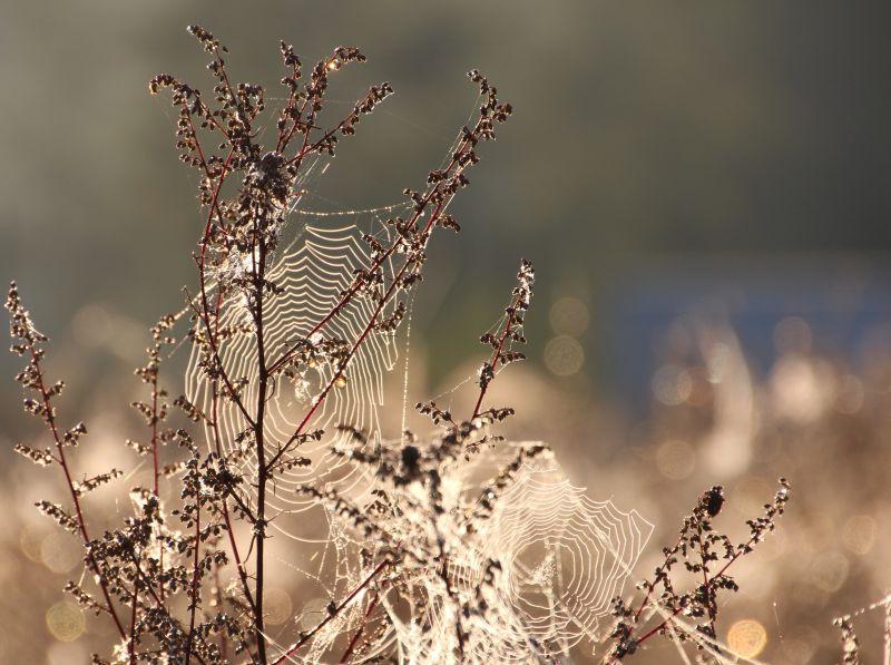 在田野上的遮盖草丛的蜘蛛网